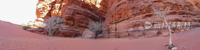 约旦Wadi Rum的光秃秃的树、山脉和沙漠